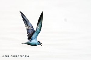 Black Tern in flight - seen at Chilika lake Odisha.
