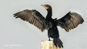 Great Black Cormorant