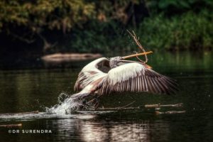 The great White Pelican 