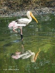 The painted stork seen at Kolleru lake, Krishna district AP.