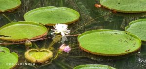 Fragrant water Lily