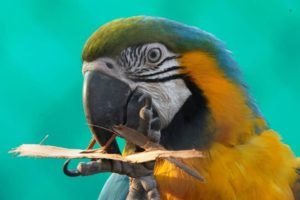Macaw - colourful 
