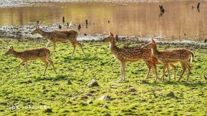 Indian Spotted Deer 