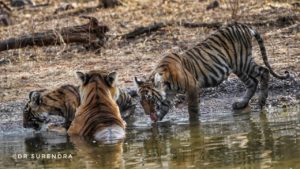 Tiger tales - Endangered