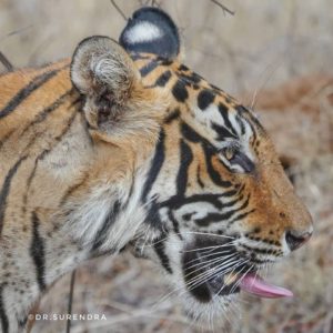 Tiger tales - the best of all senses