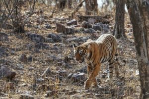 Tiger tales - Tigers are Territorial 