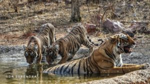 Tiger tales - Sighting
