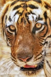 Tiger tales - The Eyes of a Hunter