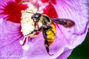 Pollination in progress