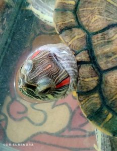 The face of a Turtle 