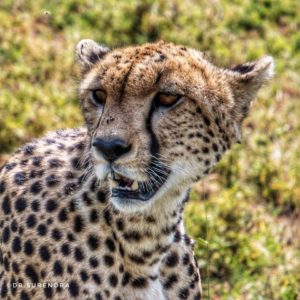Cheetah, the fastest 