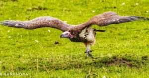 Take off by a Vulture