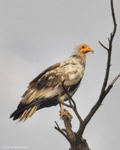 White Scavenger Vulture