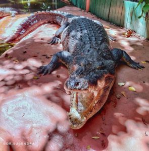 Ready to eat - feeding time at Crocodile park