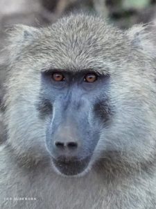 The face of a Baboon