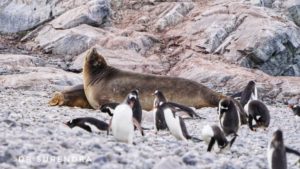 Weddell Seal with penguins