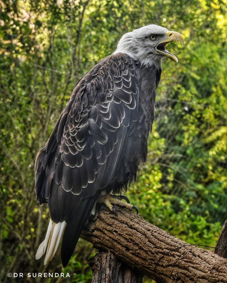  Southern bald Eagle 
