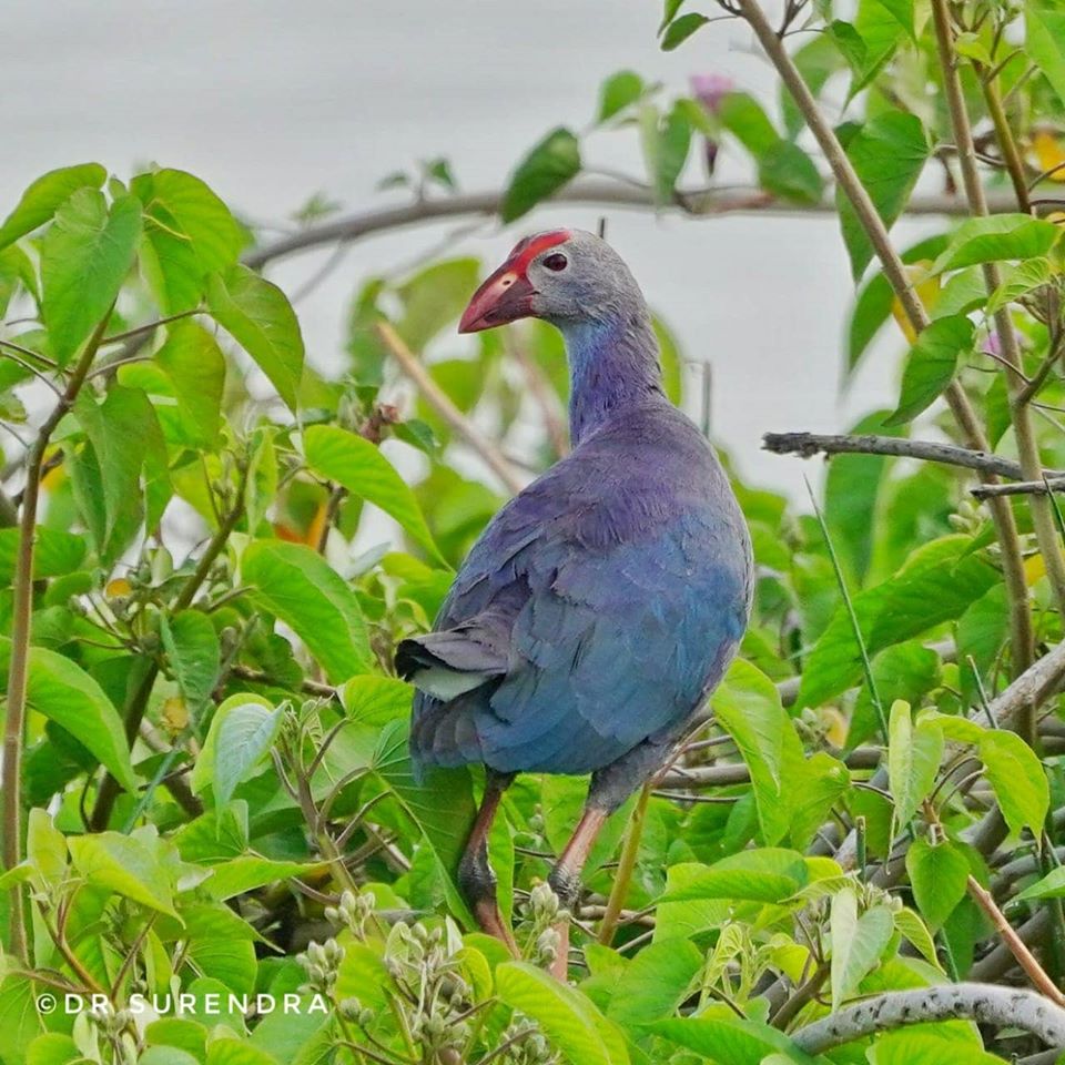 Grey headed Swamphen also known as purple Swamphen,